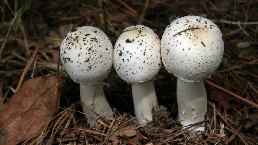 three white mushrooms sitting on top of leaves