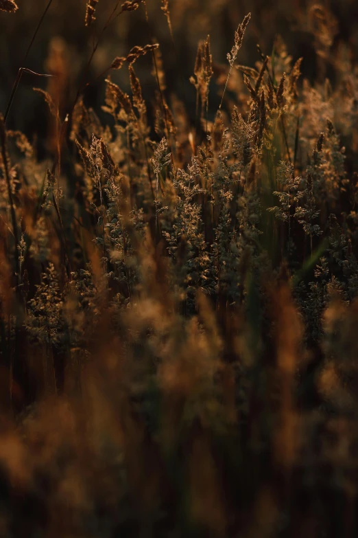 grass and other plants glow from behind the sunlight