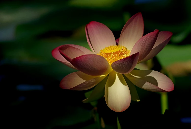 there is a bright pink water lily in the pond