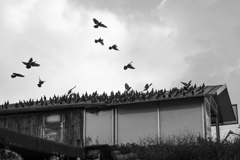 a flock of birds are flying through the air above an abandoned house