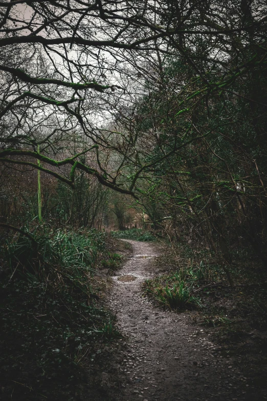 path leading through leafy woods and trees at night