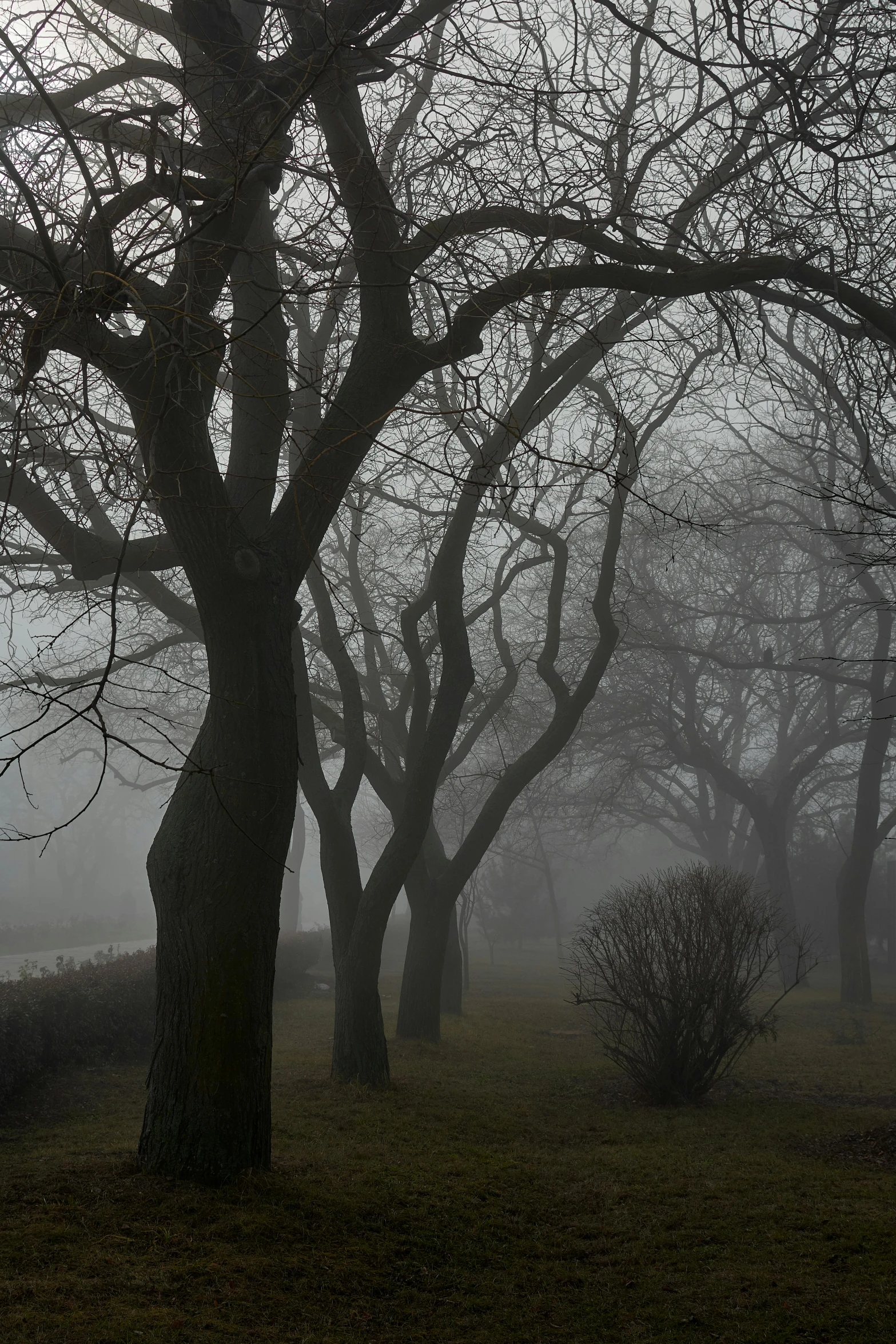 a grove of trees in foggy weather with bare leaves on the ground