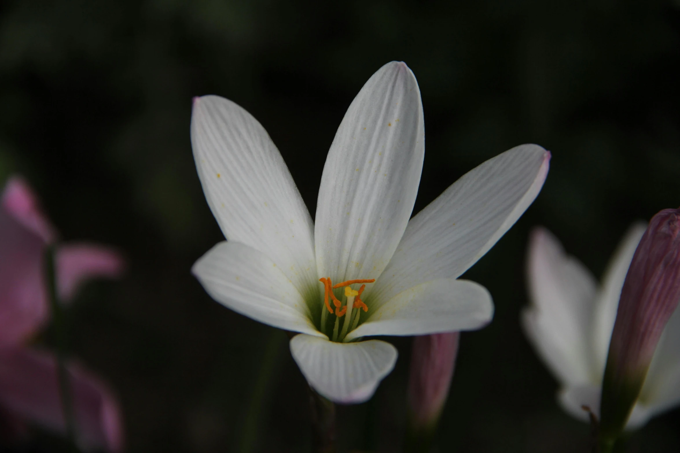 there is a close up view of some flowers