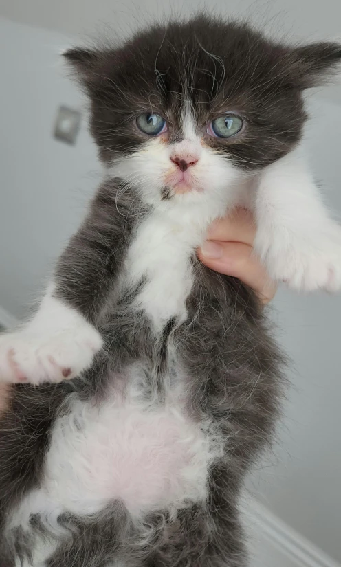 a small kitten has a tiny toy like a human hand