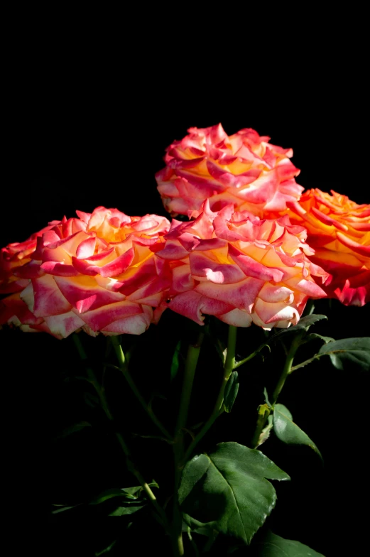 two pink and orange flowers that are next to each other