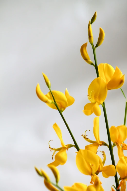 some yellow flowers and a cloudy sky behind them