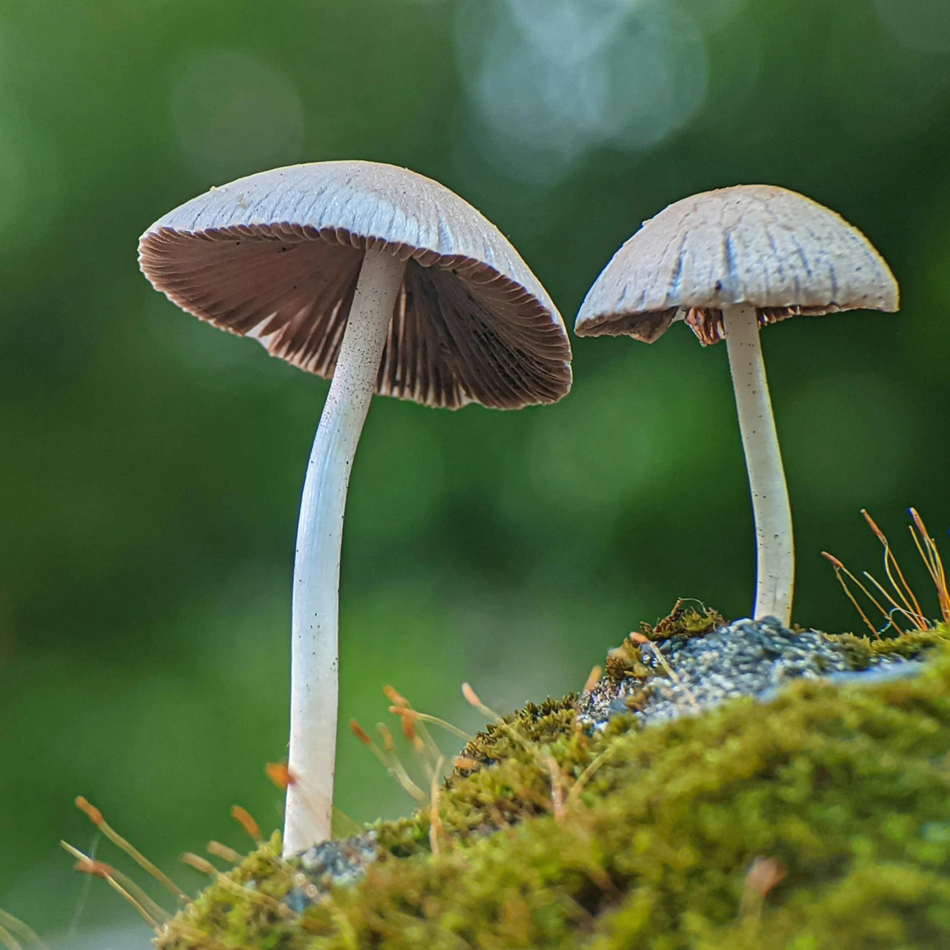 two mushrooms that are standing on the ground