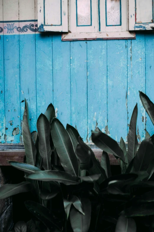 a house with wooden walls, plants and windows