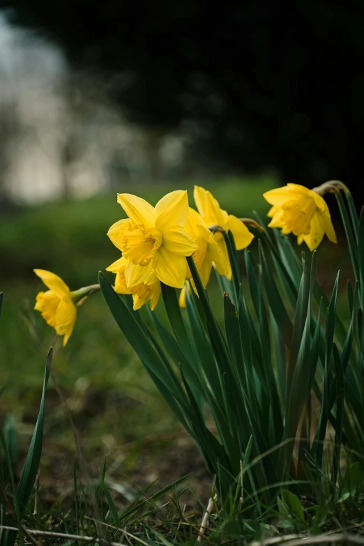 a close - up of several yellow daffodils in a field