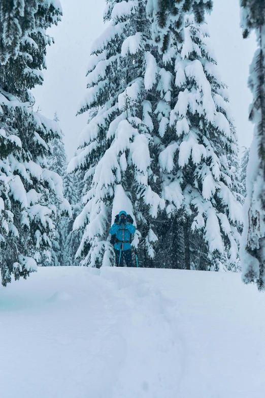 there is snow covering trees with a blue sign