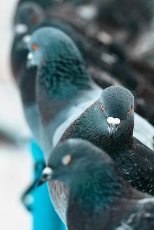 group of pigeons all on a blue chair