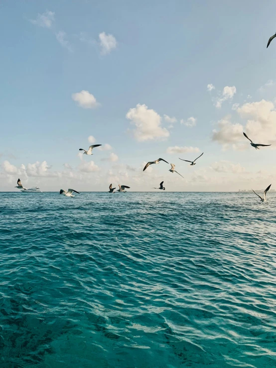 a flock of birds flying over the ocean water