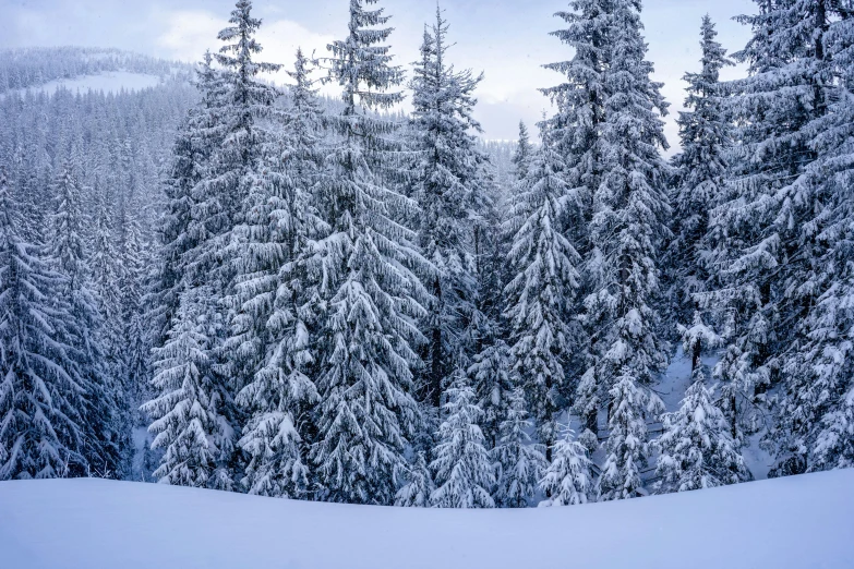 a snow covered landscape with many evergreen trees