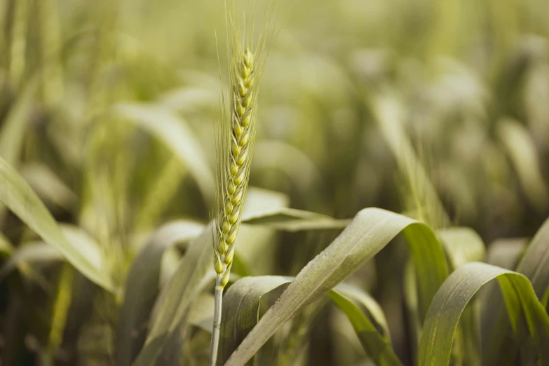 an unripe field full of crops of green