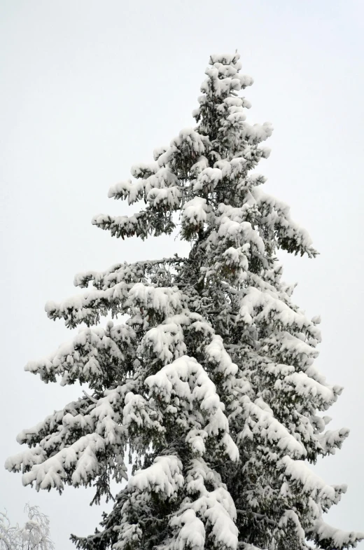 a snow covered pine tree is pictured from close up