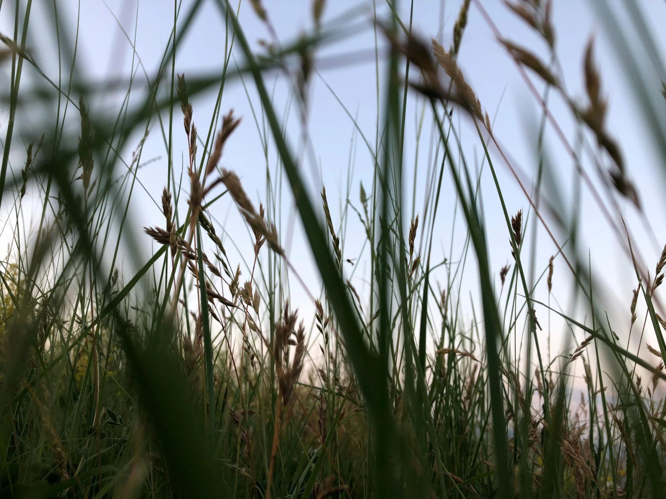 long brown and green grass under the blue sky