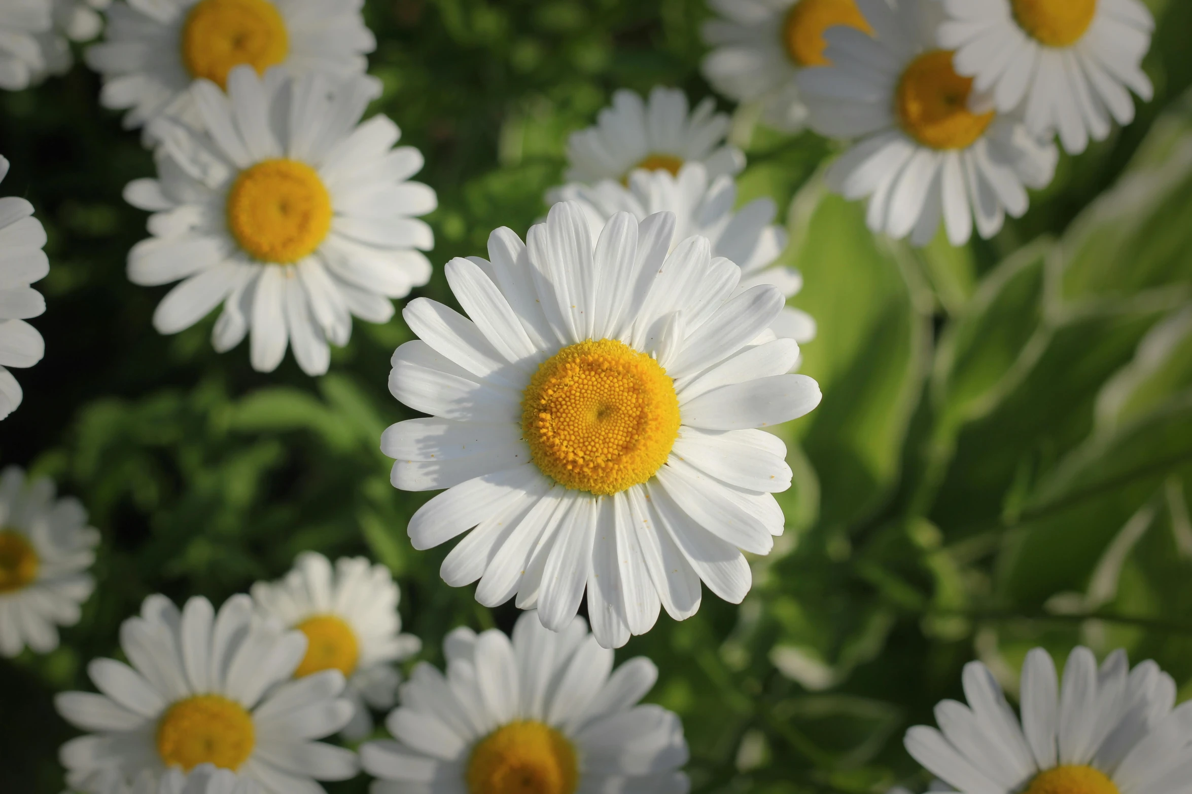 white and yellow flowers that are in a flower bed