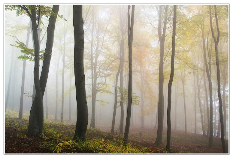 a group of trees standing in the forest