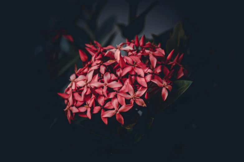 small red flowers displayed in black and dark room