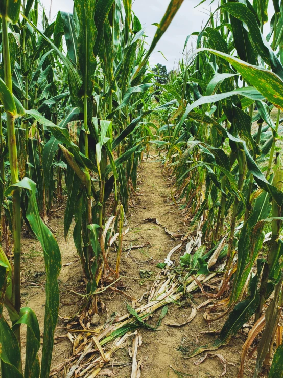 a field that has many plants in it