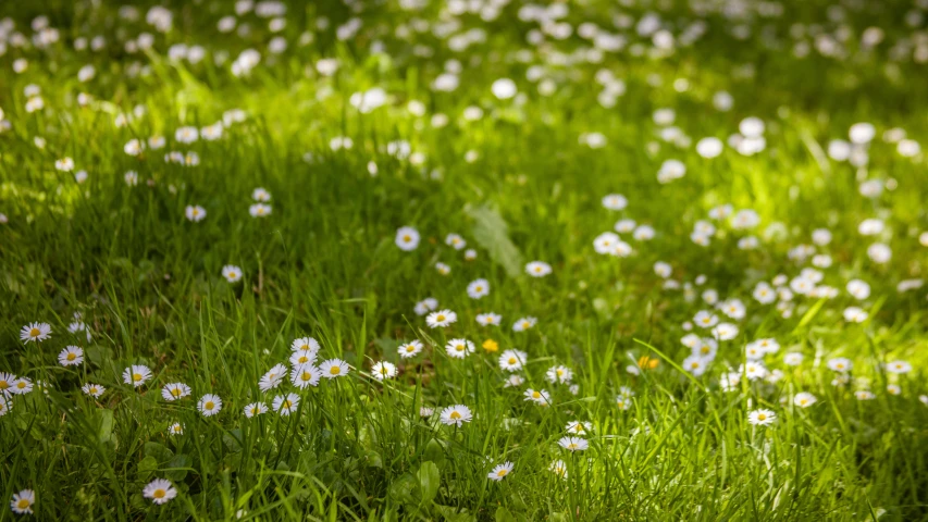 a field with lots of tall green grass covered in white flowers