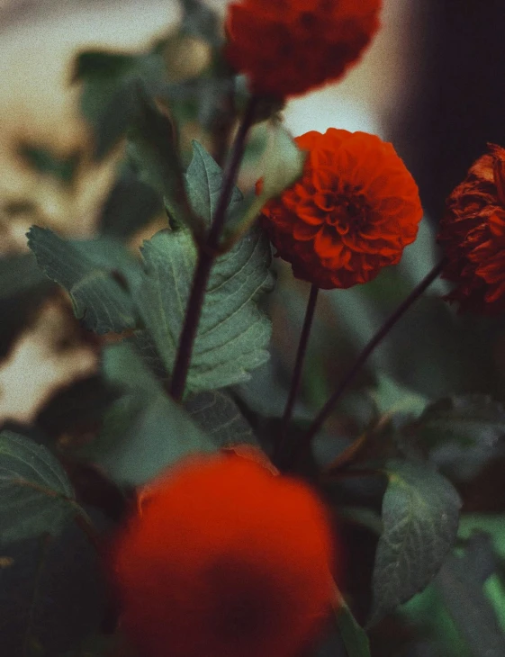 the small orange flowers stand out against the blurred background