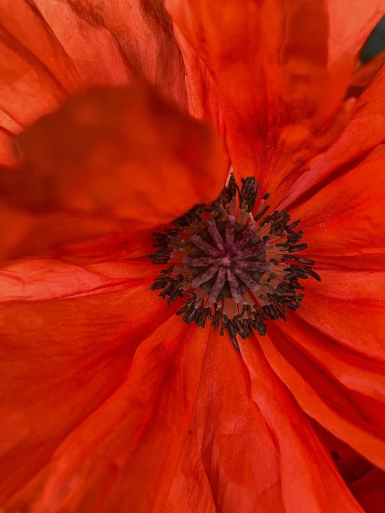 a red flower with large petals in bloom