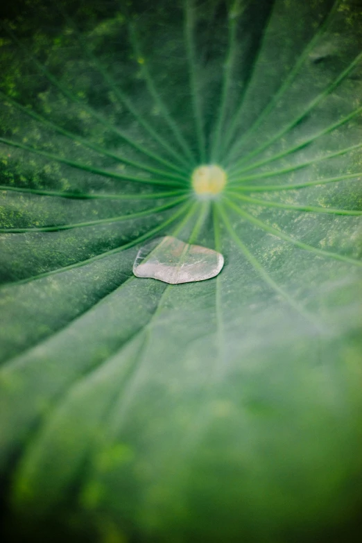 a large green leaf with the center light shining on it