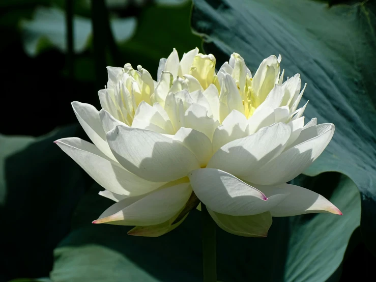 the white flower is blooming in the field