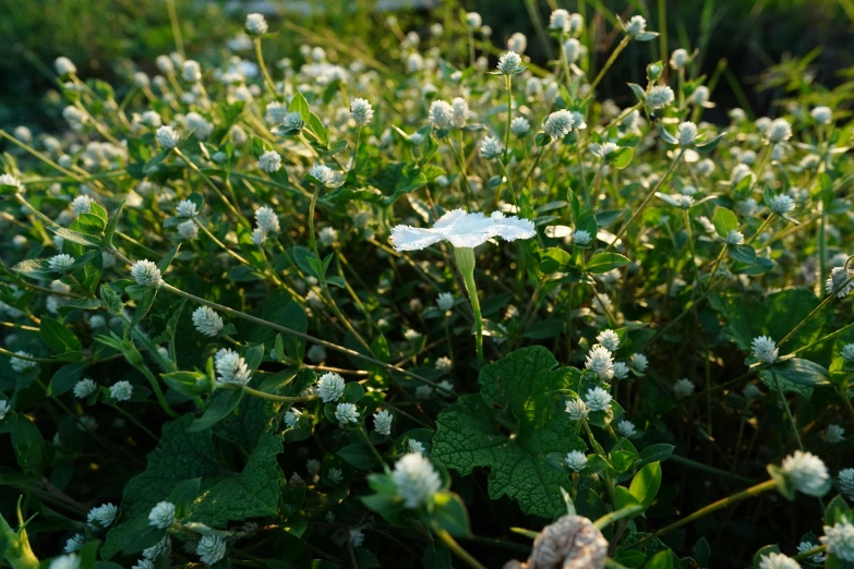 an arrangement of plants with small white flowers