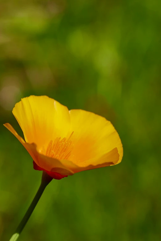 a small yellow flower on top of a stalk