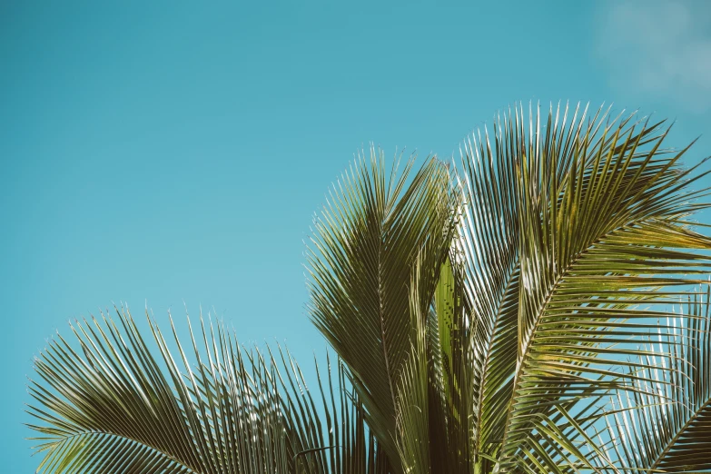 a bird sitting on top of a palm tree