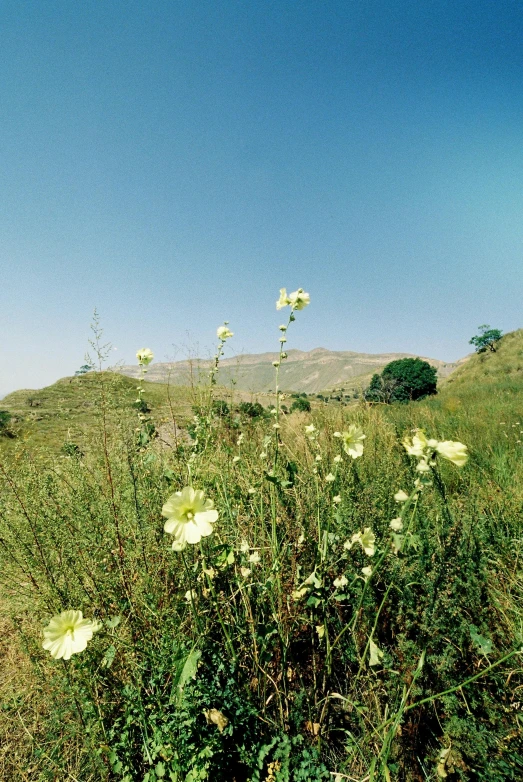 wild flowers growing on the side of a hill