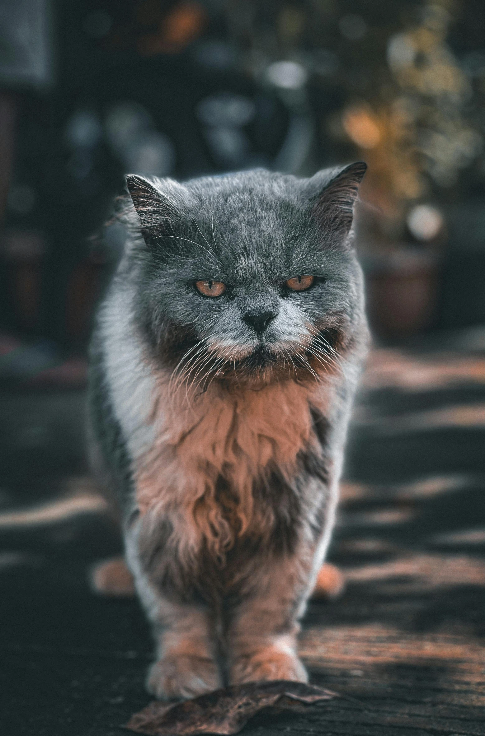 a cat sitting on a floor with one eye wide open