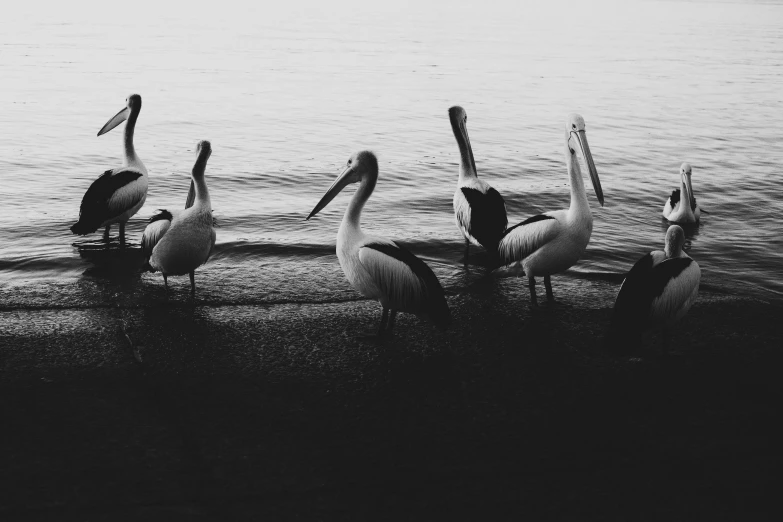 three pelicans and several other birds near the water