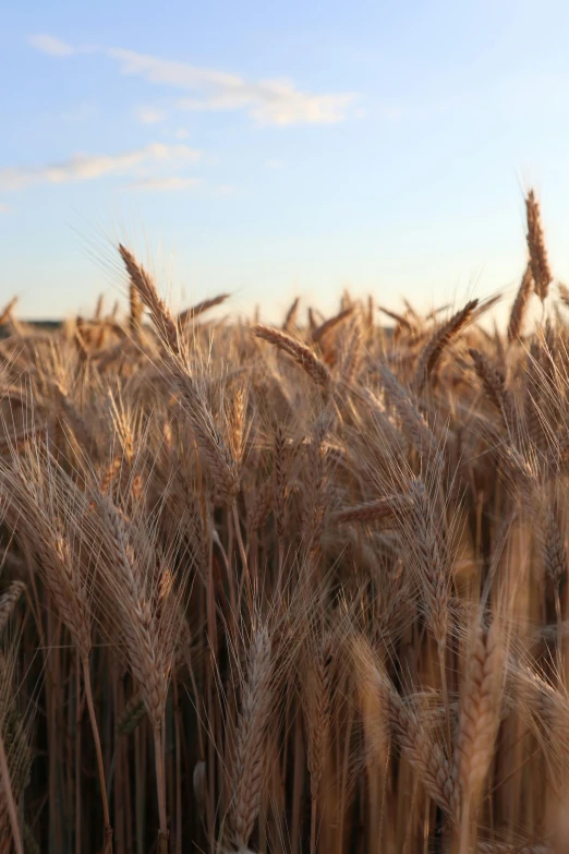 this is a po of a field full of grain