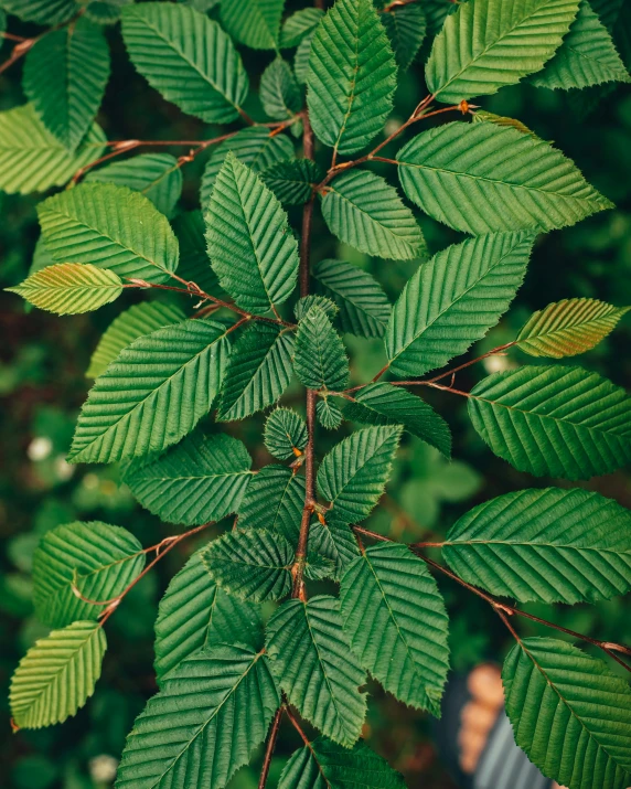 the leaves on a tree are showing green color