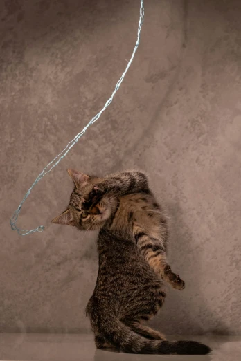 a cat is looking at a small string