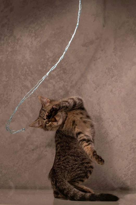 a cat is looking at a small string