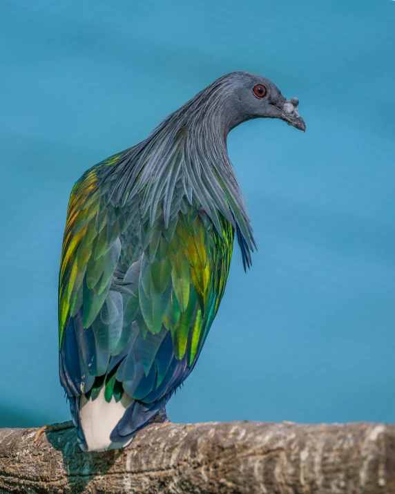 a colorful bird sitting on top of a nch