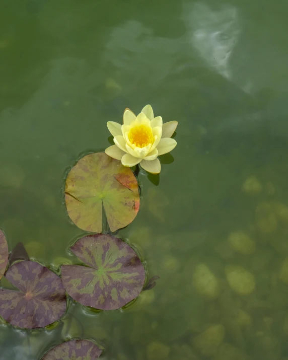 a yellow water lily in a pond with leaves