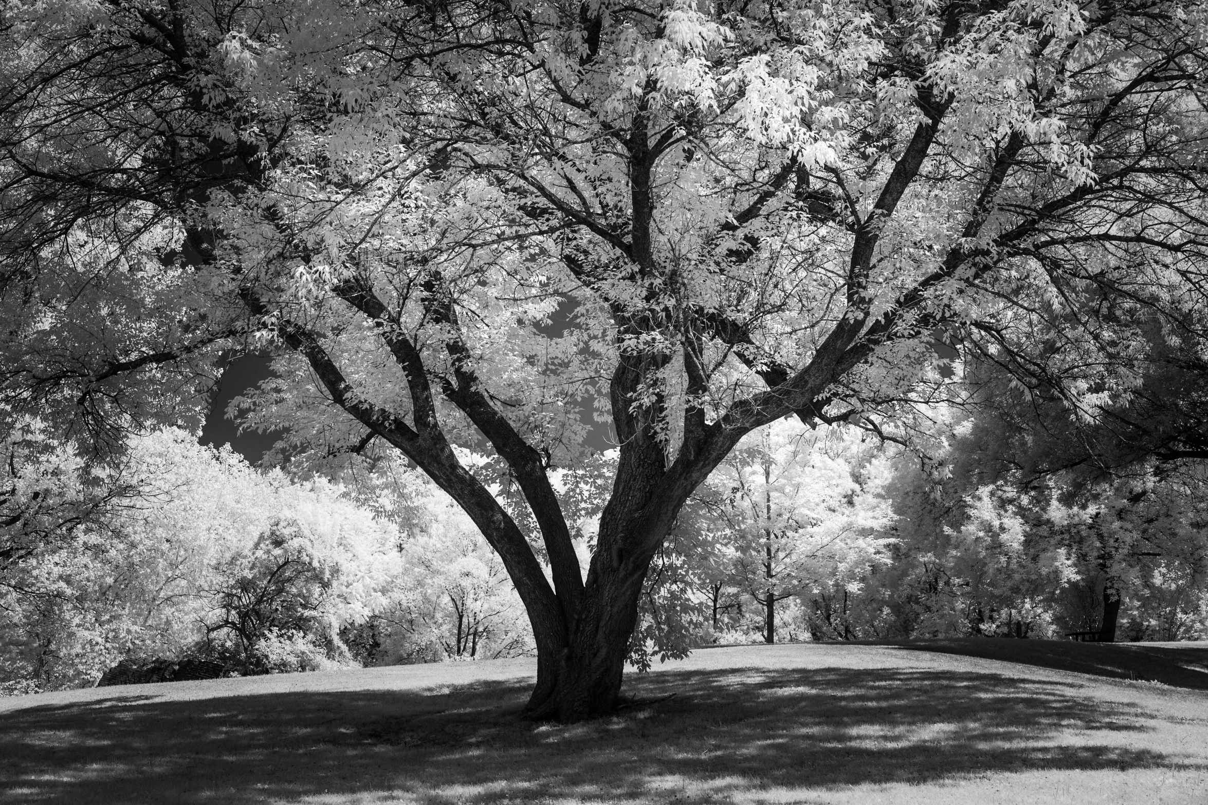 black and white pograph of an autumn tree in a park