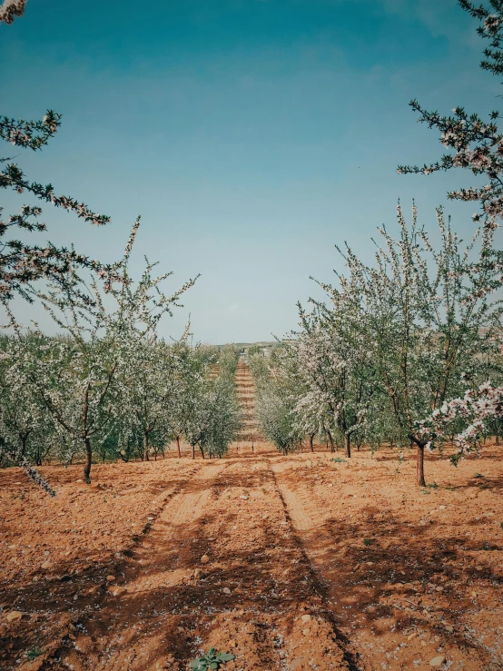 a forest with trees in the middle of the desert