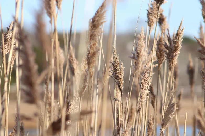 a close up of many long grasses near water