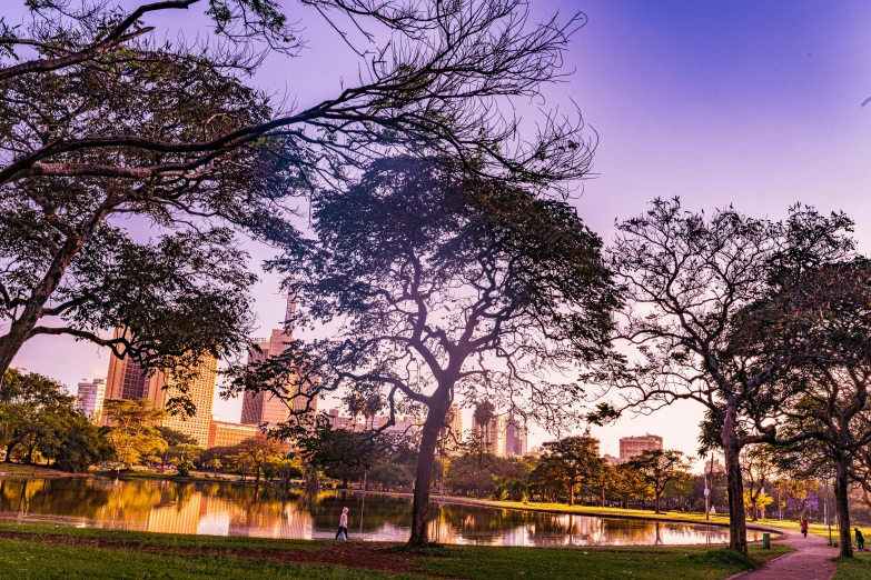 a park with many trees and water