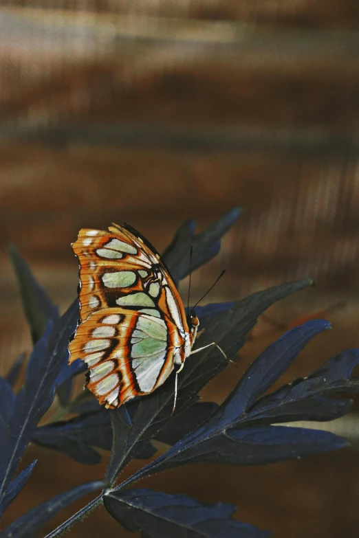 a small orange and white erfly on top of a green leaf