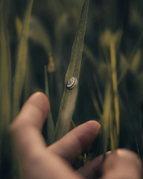 a hand holds onto some type of green stem