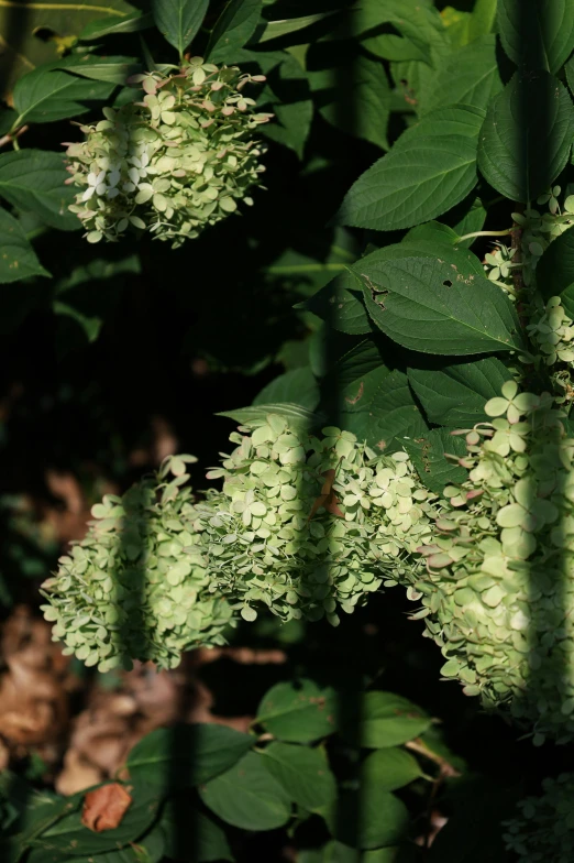 a couple of plants that are growing in the dirt