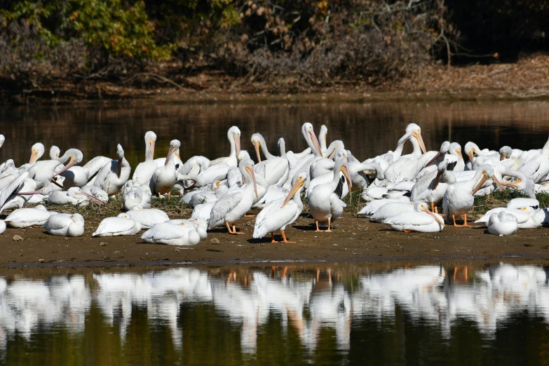 large groups of white birds standing next to each other on a river bank