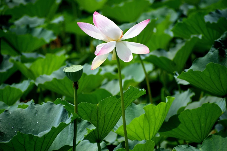 a flower is growing among many green plants